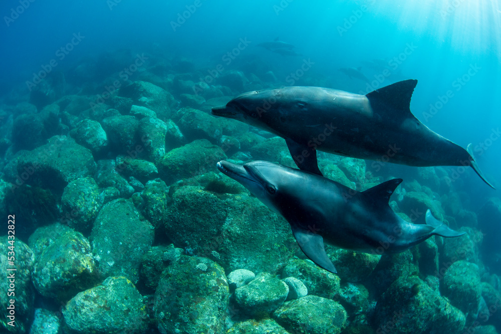 wildlife dolphins parents and children
