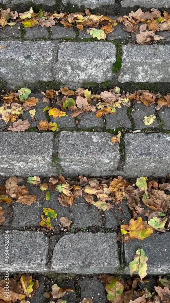 Rock ladder covered with dry leaves in Belmontas park in Vilnius. Vertical footage Rock ladder covered with dry leaves in Belmontas park in Vilnius. Vertical footage