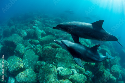 wildlife dolphins parents and children © 敏治 荒川