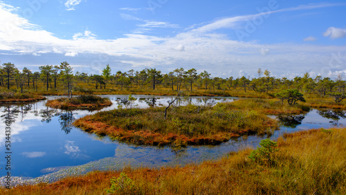 bog landscape  bog vegetation painted in autumn  small swamp lakes  islands overgrown with small bog pines  grass  moss cover the ground  Kemeri National Park  Latvia.