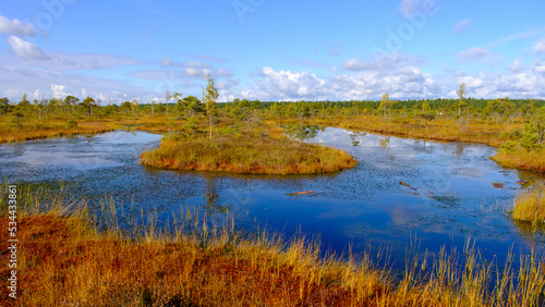 bog landscape, bog vegetation painted in autumn, small swamp lakes, islands overgrown with small bog pines, grass, moss cover the ground, Kemeri National Park, Latvia.