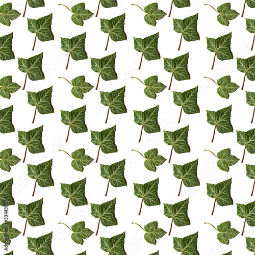 Ivy leaves patern on white background.
