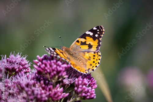 butterfly on hemp agrimony flower
