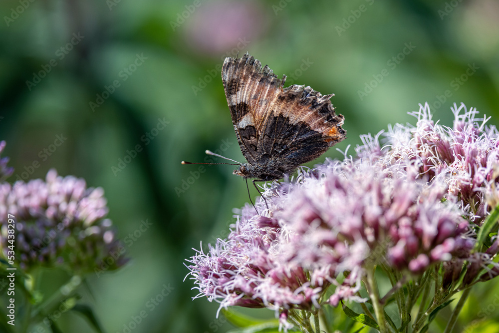 butterfly on a flower hemp agrimony butterfly on a flower hemp agrimony