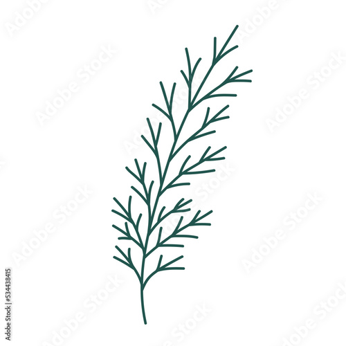 Hand drawn Christmas tree branch isolated on white background. Decorative doodle sketch illustration. Vector floral element.