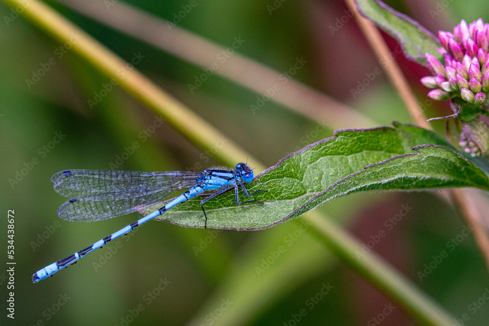 damselfly on leaf damselfly on leaf