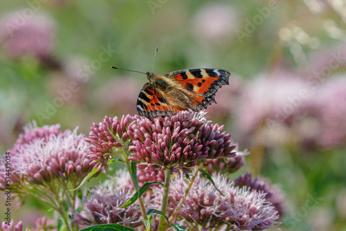 tortoiseshell butterfly on hemp agrimony flower