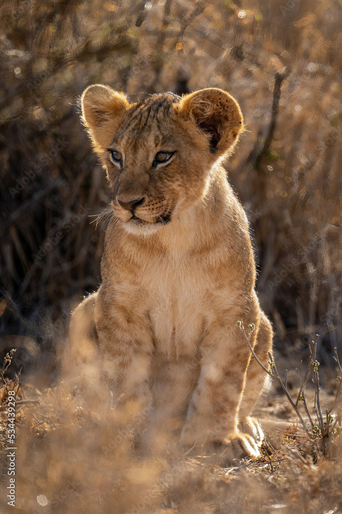 Backlit lion cub sits in thick bushes Backlit lion cub sits in thick bushes