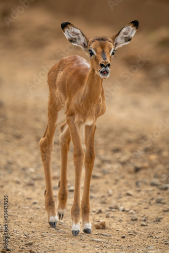 Baby common impala stands calling for mother © Nick Dale