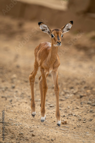 Baby common impala walks along dirt track © Nick Dale