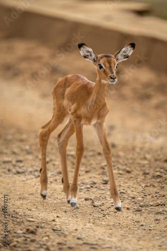 Baby common impala walks on dirt track
