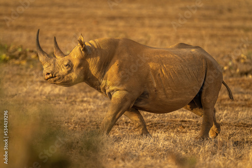Black rhino crosses savannah in golden light