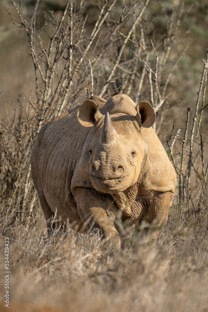 Fototapeta premium Black rhino stands in bushes watching camera