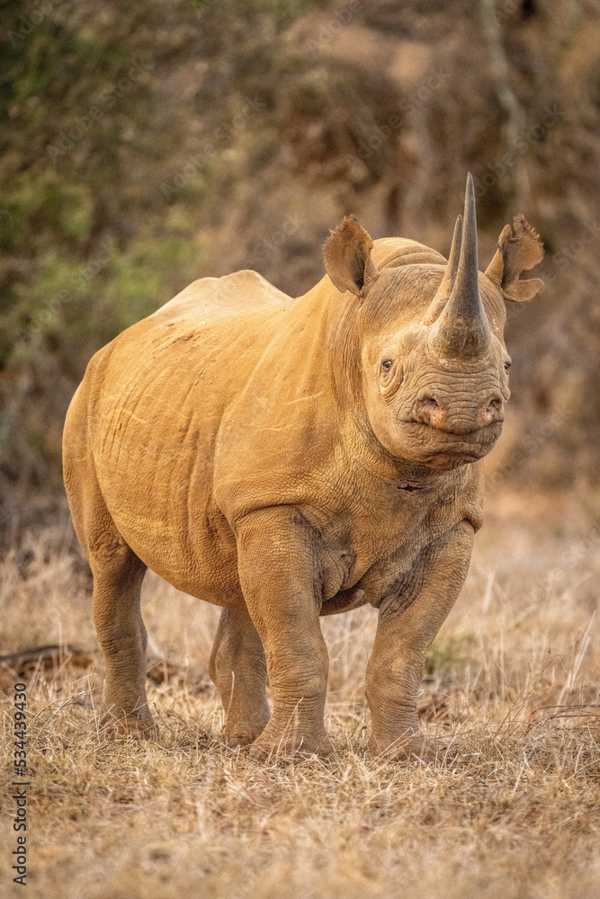 Fototapeta premium Black rhino stands eyeing camera on grass