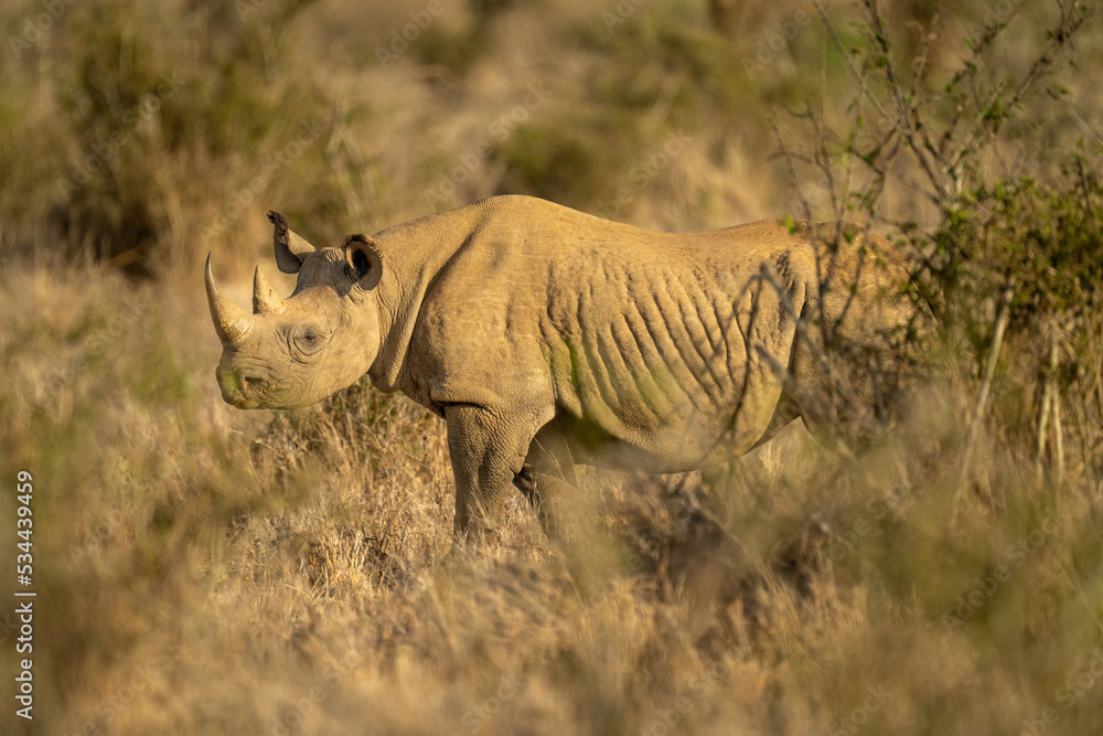 Black rhino stands in sunshine among bushes Black rhino stands in sunshine among bushes