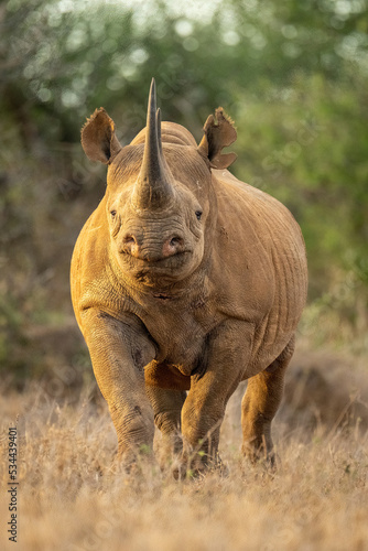 Black rhino stands eyeing camera from clearing