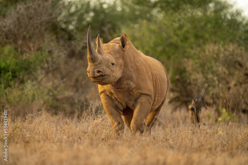 Black rhino stands eyeing camera in clearing