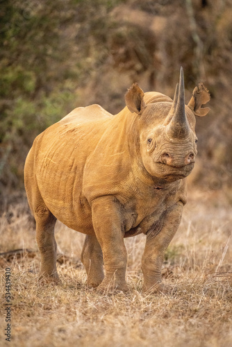 Black rhino stands eyeing camera on grass