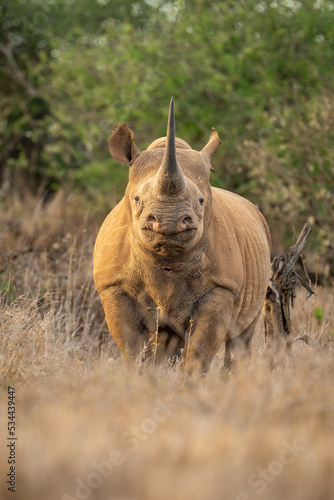 Black rhino stands looking straight towards camera