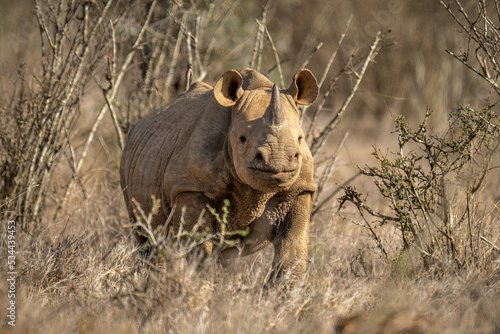 Black rhino stands in bushes eyeing camera