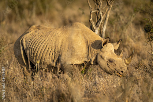 Black rhino stands in sunshine with catchlight