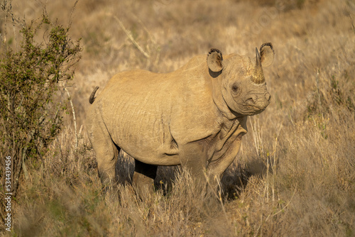 Black rhino stands in sunshine by bush