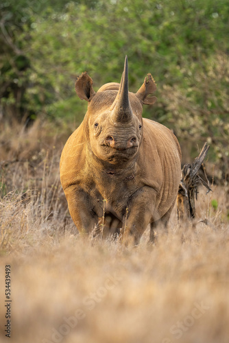 Black rhino stands watching camera in grass © Nick Dale