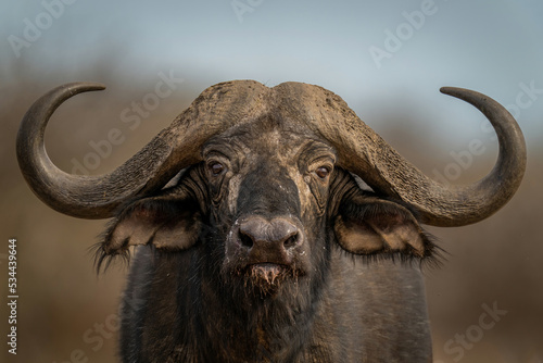 Close-up of standing Cape buffalo eyeing camera photo