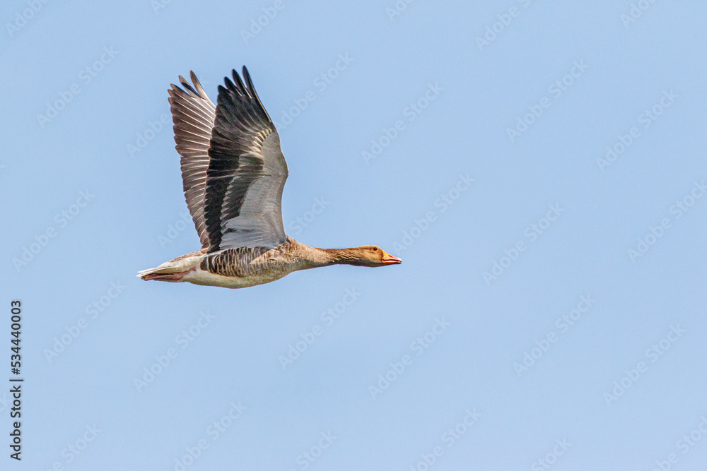 Obraz premium graylag goose flying with blue sky