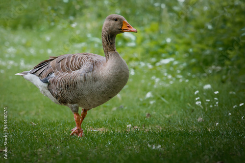 graylag goose standing on grass with daisy's close up