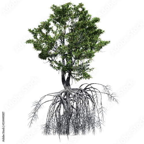 Red Mangrove Tree – Front View