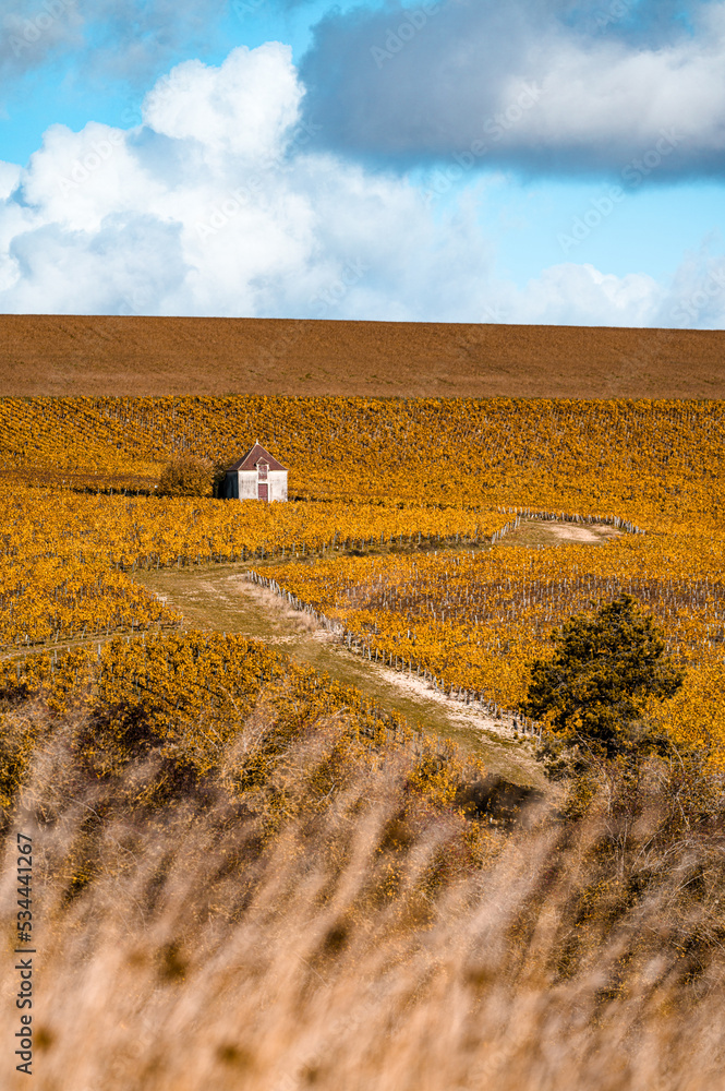 Burgundy, vineyards and landscape in autumn. Chablis wine region