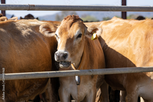 Jersey cow through the bars of a gate