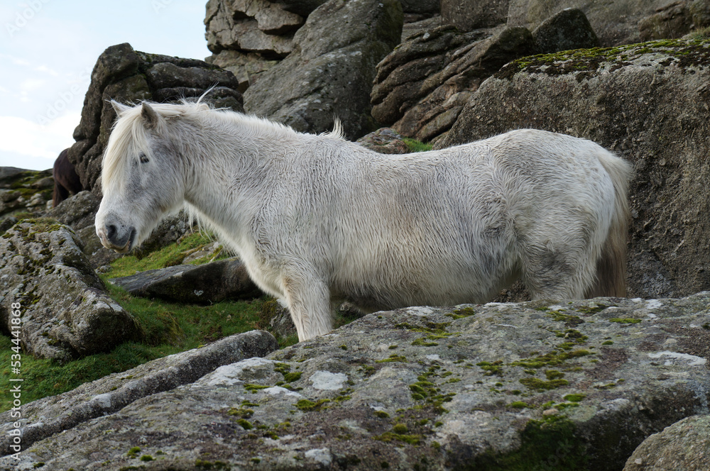 A grey white wild Dartmoor pony, standing among the rocks of a Tor on Dartmoor, England.