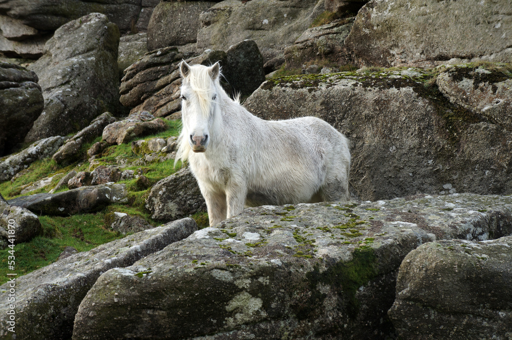 A shaggy white wild Dartmoor pony stood among the granite rocks of a Tor. A shaggy white wild Dartmoor pony stood among the granite rocks of a Tor.