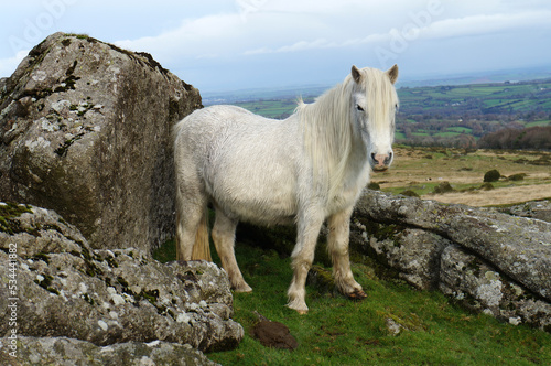 Wallpaper Mural A white wild Dartmoor pony. Torontodigital.ca