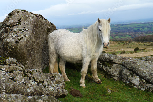 A white wild Dartmoor pony.