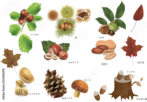 食べ物, 葉, 自然, 秋, ナッツ, 栗, 落花生, くるみ, ドングリ、ヘーゼルナッツ、ピスタチオ、マカダミア、松ぼっくり、キノコ、木の切り株