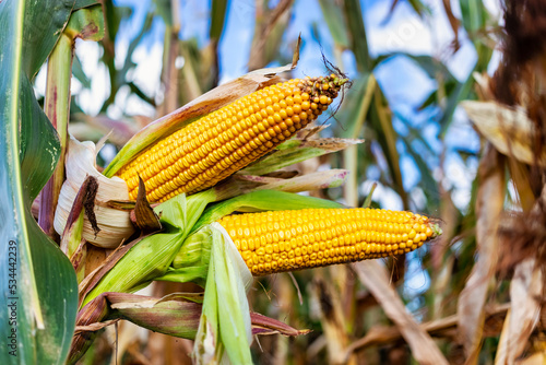Cobs of juicy ripe corn in the field close-up. The most important agricultural crop in the world. Corn harvesting. Growing food. A bountiful harvest.