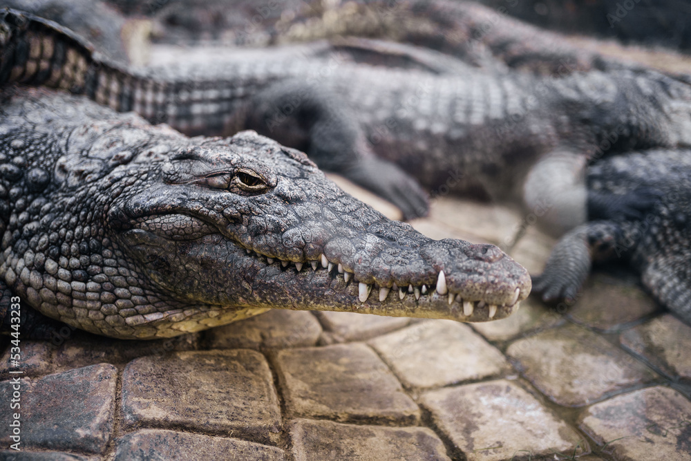 Obraz premium crocodiles or alligator in the zoo behind glass. Dangerous wild animals.