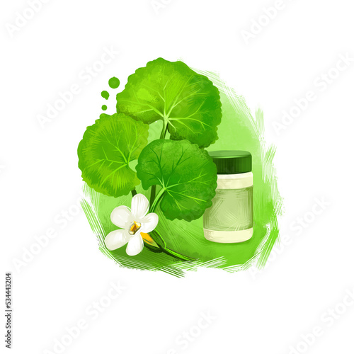 Brahmi - Indian pennywort ayurvedic herb digital art illustration. Healthy organic plant widely used in treatment and cure, plant for preparation medicines for natural healthcare usages photo