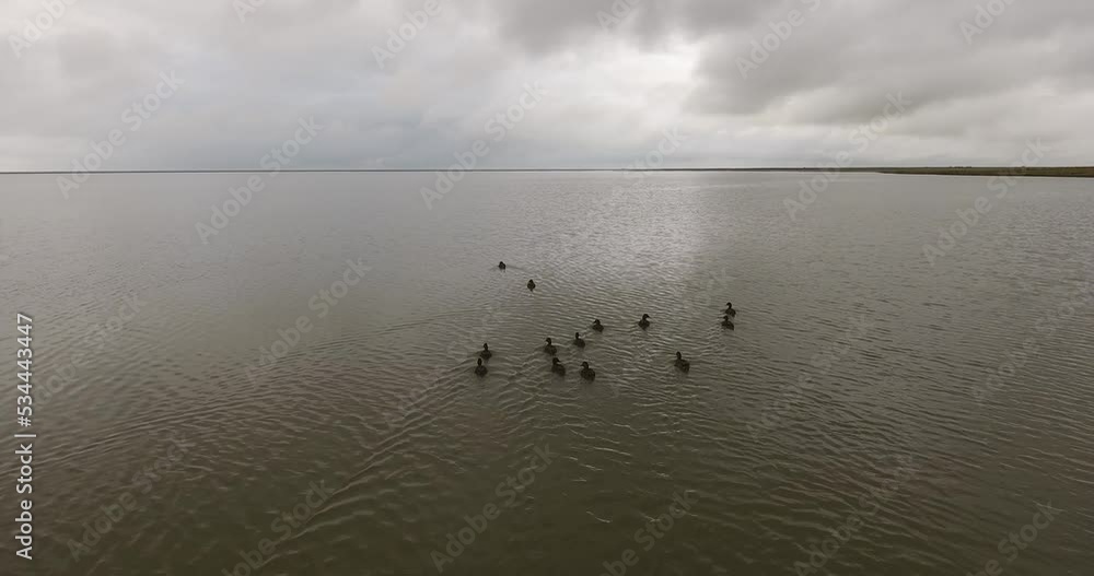Groupe de canards flottant sur un lac