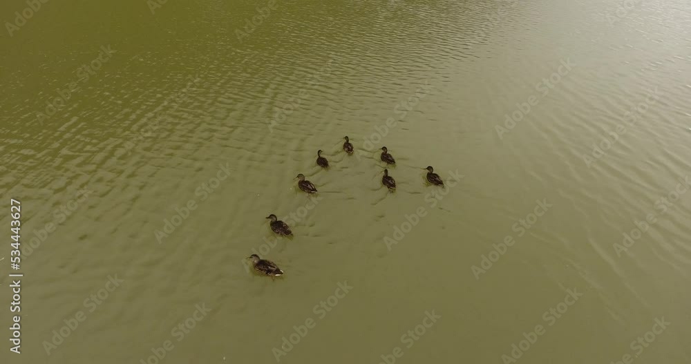 Groupe de canards flottant sur un lac