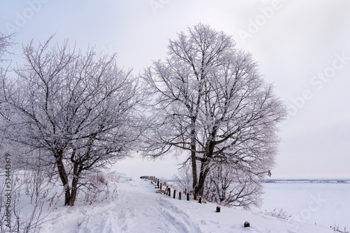Frost-covered trees against a background of fog and low clouds