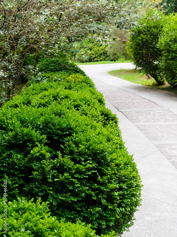 bushes of boxwood evergreen on the alley in the park