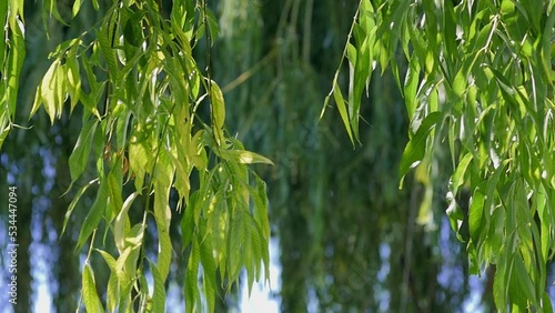 A shot of hanging willow leaves in an orchard. photo