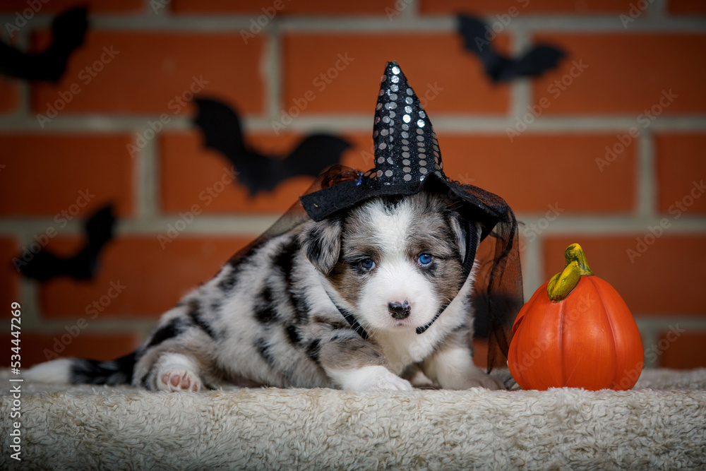 halloween scenes of portraits of very cute puppies. welsh corgi cardigan puppies. dog in carnival costume.