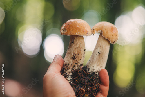 Finding beautiful Porcini mushrooms in the forest