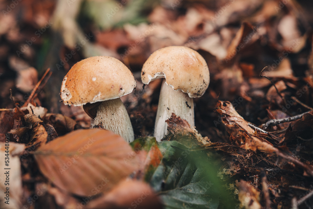 Fototapeta premium Finding beautiful Porcini mushrooms in the forest
