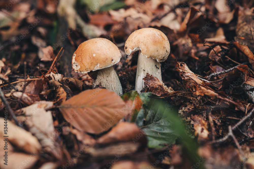 Fototapeta premium Finding beautiful Porcini mushrooms in the forest